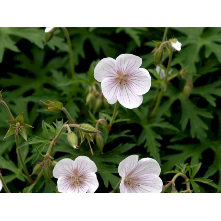 Storkenæb 'Kashmir White' Geranium Clarkei 'Kashmir White' 1 Liter Potte 5 Storkenæb 'Kashmir White' Geranium Clarkei 'Kashmir White' 1 Liter Potte - Billede 3