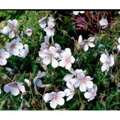 Storkenæb 'Kashmir White' Geranium Clarkei 'Kashmir White' 1 Liter Potte 9 Storkenæb 'Kashmir White' Geranium Clarkei 'Kashmir White' 1 Liter Potte -Montoz Butik mi1054 geranium clarkei kashmir white ac99