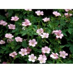 Storkenæb 'Rose Clair' Geranium Oxonianum 'Rose Clair' 10 Cm. Potte -Montoz Butik mi1056 geranium oxonianum rose clair 3154