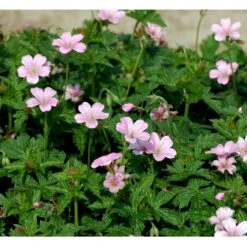 Storkenæb 'Rose Clair' Geranium Oxonianum 'Rose Clair' 10 Cm. Potte -Montoz Butik mi1056 geranium oxonianum rose clair 9d4a