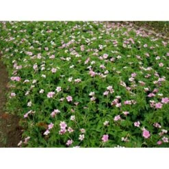 Storkenæb 'Rose Clair' Geranium Oxonianum 'Rose Clair' 10 Cm. Potte -Montoz Butik mi1056 geranium oxonianum rose clair b8bb