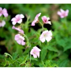 Storkenæb 'Rose Clair' Geranium Oxonianum 'Rose Clair' 10 Cm. Potte -Montoz Butik mi1056 geranium oxonianum rose clair df8b