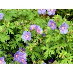 Himalaya-Storkenæb 'Gravetye' Geranium Himalayense 'Gravetye' 1 Liter Potte 15 Himalaya-Storkenæb 'Gravetye' Geranium Himalayense 'Gravetye' 1 Liter Potte -Montoz Butik mi1057 geranium himalayense gravetye 3302