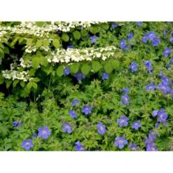 Himalaya-Storkenæb 'Gravetye' Geranium Himalayense 'Gravetye' 1 Liter Potte 14 Himalaya-Storkenæb 'Gravetye' Geranium Himalayense 'Gravetye' 1 Liter Potte -Montoz Butik mi1057 geranium himalayense gravetye 89f8