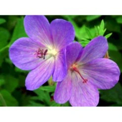 Himalaya-Storkenæb 'Gravetye' Geranium Himalayense 'Gravetye' 1 Liter Potte 12 Himalaya-Storkenæb 'Gravetye' Geranium Himalayense 'Gravetye' 1 Liter Potte -Montoz Butik mi1057 geranium himalayense gravetye e2df