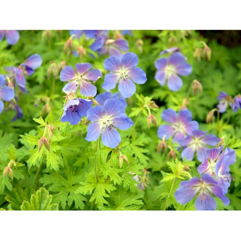 Himalaya-Storkenæb 'Johnsons Blue' Geranium Himalayense 'Johnsons Blue' 1 Liter Potte 7 Himalaya-Storkenæb 'Johnsons Blue' Geranium Himalayense 'Johnsons Blue' 1 Liter Potte - Billede 5