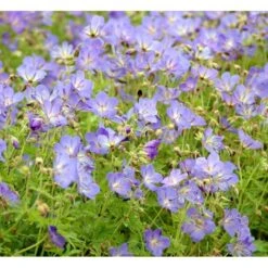 Himalaya-Storkenæb 'Johnsons Blue' Geranium Himalayense 'Johnsons Blue' 1 Liter Potte 10 Himalaya-Storkenæb 'Johnsons Blue' Geranium Himalayense 'Johnsons Blue' 1 Liter Potte -Montoz Butik mi1058 geranium himalayense johsons blue f167