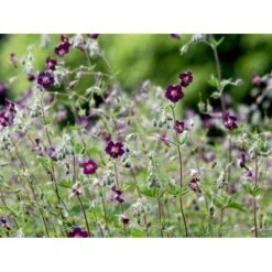 Bølgekronet Storkenæb Geranium Phaeum 1 Liter Potte -Montoz Butik mi1060 geranium phaeum 4e43