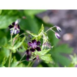 Bølgekronet Storkenæb Geranium Phaeum 1 Liter Potte -Montoz Butik mi1060 geranium phaeum b229