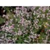 Sommerens Farvel 'Horizontalis' Aster Lateriflorus 'Horizontalis' 1 Liter Potte -Montoz Butik mi10611 aster lateriflorus 4c40
