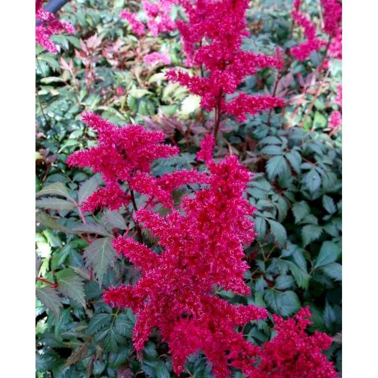 Astilbe 'Fanal' Astilbe Arendsii-hybrid 'Fanal' 1 Liter Potte 6 Astilbe 'Fanal' Astilbe Arendsii-hybrid 'Fanal' 1 Liter Potte - Billede 4
