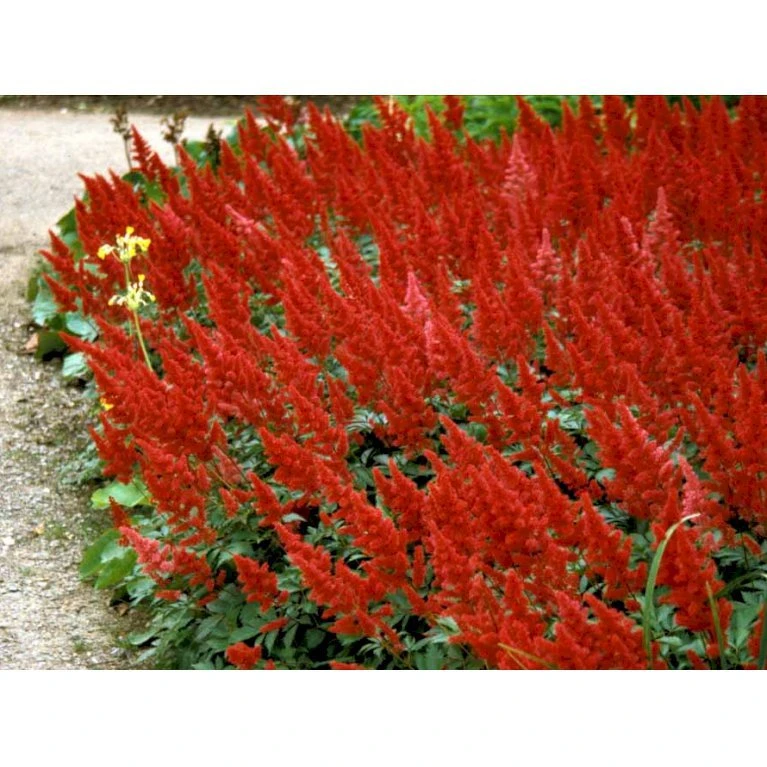 Astilbe 'Fanal' Astilbe Arendsii-hybrid 'Fanal' 1 Liter Potte 7 Astilbe 'Fanal' Astilbe Arendsii-hybrid 'Fanal' 1 Liter Potte - Billede 5