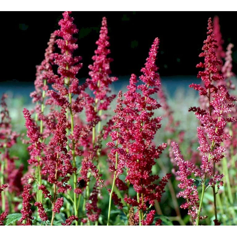 Astilbe 'Fanal' Astilbe Arendsii-hybrid 'Fanal' 1 Liter Potte 5 Astilbe 'Fanal' Astilbe Arendsii-hybrid 'Fanal' 1 Liter Potte - Billede 3