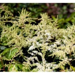 Astilbe 'Brautschleir' Astilbe Arendsii 'brautschleir'' 1 Liter Potte