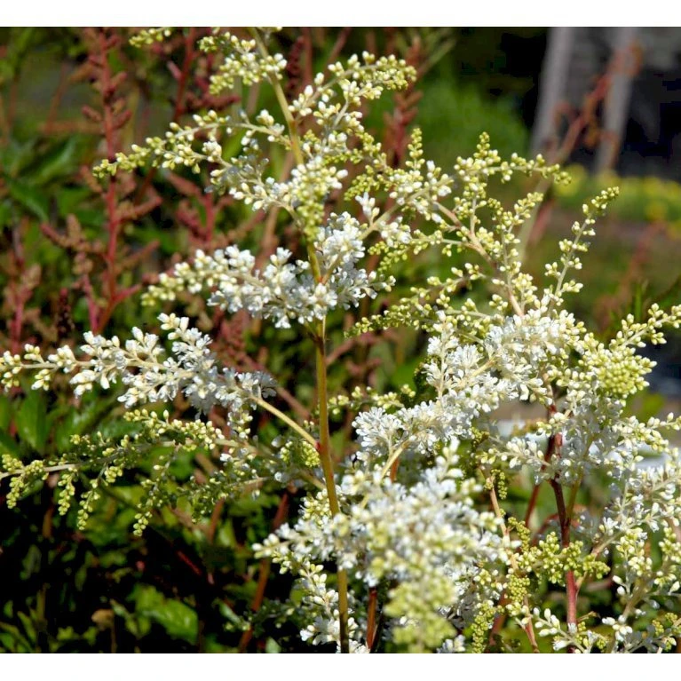 Astilbe 'Brautschleir' Astilbe Arendsii 'brautschleir'' 1 Liter Potte 5 Astilbe 'Brautschleir' Astilbe Arendsii 'brautschleir'' 1 Liter Potte - Billede 3