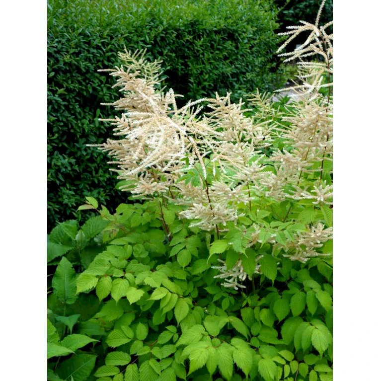 Astilbe 'Brautschleir' Astilbe Arendsii 'brautschleir'' 1 Liter Potte 8 Astilbe 'Brautschleir' Astilbe Arendsii 'brautschleir'' 1 Liter Potte - Billede 6