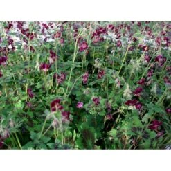 Bølgekronet Storkenæb 'Samobor' Geranium Phaeum 'Samobor' 1 Liter Potte -Montoz Butik mi1067 geranium phaeum samobor 04bc