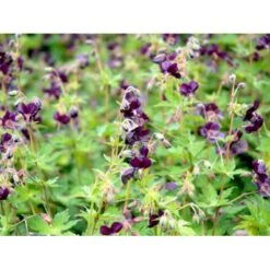 Bølgekronet Storkenæb 'Samobor' Geranium Phaeum 'Samobor' 1 Liter Potte -Montoz Butik mi1067 geranium phaeum samobor 05a3