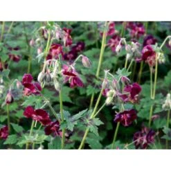 Bølgekronet Storkenæb 'Samobor' Geranium Phaeum 'Samobor' 1 Liter Potte -Montoz Butik mi1067 geranium phaeum samobor 0ec4