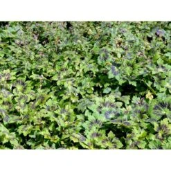 Bølgekronet Storkenæb 'Samobor' Geranium Phaeum 'Samobor' 1 Liter Potte -Montoz Butik mi1067 geranium phaeum samobor 8a6a