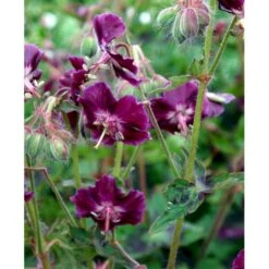 Bølgekronet Storkenæb 'Samobor' Geranium Phaeum 'Samobor' 1 Liter Potte -Montoz Butik mi1067 geranium phaeum samobor d840