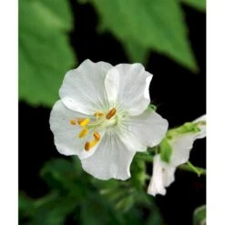 Bølgekronet Storkenæb 'Album' Geranium Phaeum 'Album' 1 Liter Potte -Montoz Butik mi1068 geranium phaeum album 515a