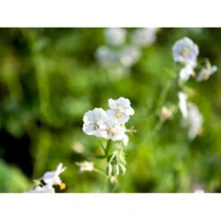 Bølgekronet Storkenæb 'Album' Geranium Phaeum 'Album' 1 Liter Potte -Montoz Butik mi1068 geranium phaeum album 581e