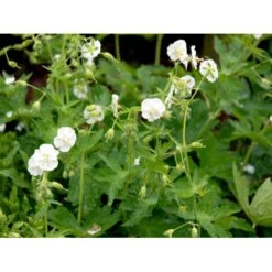 Bølgekronet Storkenæb 'Album' Geranium Phaeum 'Album' 1 Liter Potte -Montoz Butik mi1068 geranium phaeum album 6fb0