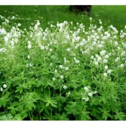 Bølgekronet Storkenæb 'Album' Geranium Phaeum 'Album' 1 Liter Potte -Montoz Butik mi1068 geranium phaeum album cfef