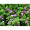 Blodrød Storkenæb Geranium Sanguineum 10 Cm. Potte 2 Blodrød Storkenæb Geranium Sanguineum 10 Cm. Potte -Montoz Butik mi1070 geranium sanguineum 11fd
