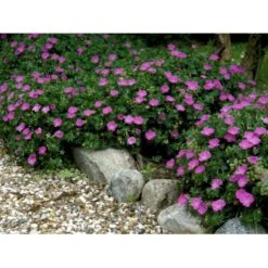 Blodrød Storkenæb Geranium Sanguineum 10 Cm. Potte -Montoz Butik mi1070 geranium sanguineum a79f