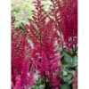 Astilbe 'Maggie Daley' Astilbe Hybrid 'Maggie Daley' 1 Liter Potte -Montoz Butik mi10710 astilbe maggie daley 65ca