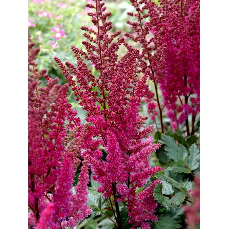 Astilbe 'Maggie Daley' Astilbe Hybrid 'Maggie Daley' 1 Liter Potte 3 Astilbe 'Maggie Daley' Astilbe Hybrid 'Maggie Daley' 1 Liter Potte