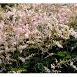 Astilbe 'Sprite' Astilbe Glaberrima-hybrid 'Sprite' 1 Liter Potte -Montoz Butik mi10730 astilbe sprite ab0f