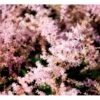 Astilbe 'Sprite' Astilbe Glaberrima-hybrid 'Sprite' 1 Liter Potte -Montoz Butik mi10730 astilbe sprite bff1