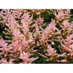 Astilbe 'Sprite' Astilbe Glaberrima-hybrid 'Sprite' 1 Liter Potte -Montoz Butik mi10730 astilbe sprite e006