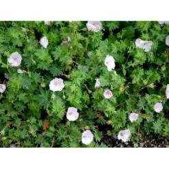 Blodrød Storkenæb 'Apfelblüte' Geranium Sanguineum 'Apfelblüte' 10 Cm. Potte -Montoz Butik mi1073 geranium sanguineum apfelbluete 0dbd