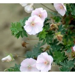 Blodrød Storkenæb 'Apfelblüte' Geranium Sanguineum 'Apfelblüte' 10 Cm. Potte -Montoz Butik mi1073 geranium sanguineum apfelbluete d02a