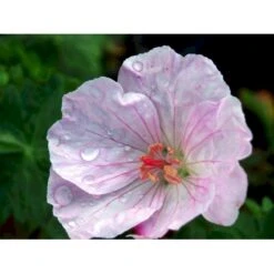 Blodrød Storkenæb 'Apfelblüte' Geranium Sanguineum 'Apfelblüte' 10 Cm. Potte -Montoz Butik mi1073 geranium sanguineum apfelbluete d366