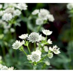 Stjerneskærm 'Star Of Billion' Astrantia Hybrid 'Star Of Billion'® 1 Liter Potte -Montoz Butik mi10746 astrantia star of billion r 5018
