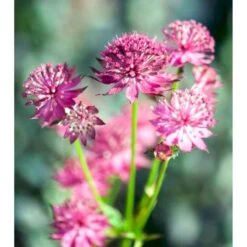 Stjerneskærm 'Venice' Astrantia Major 'Venice'® 1 Liter Potte