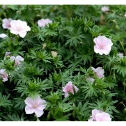 Blodrød Storkenæb 'Striatum' Geranium Sanguineum Var. Striatum 10 Cm. Potte -Montoz Butik mi1081 geranium sanguineum var striatum 1db7