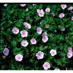 Blodrød Storkenæb 'Striatum' Geranium Sanguineum Var. Striatum 10 Cm. Potte -Montoz Butik mi1081 geranium sanguineum var striatum 63af