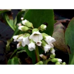 Kæmpestenbræk 'Bressingham White' Bergenia Cordifolia 'Bressingham White' 1 Liter Potte -Montoz Butik mi10821 bergenia bressingham white 3be1