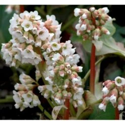 Kæmpestenbræk 'Bressingham White' Bergenia Cordifolia 'Bressingham White' 1 Liter Potte -Montoz Butik mi10821 bergenia bressingham white c5f0