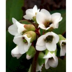 Kæmpestenbræk 'Bressingham White' Bergenia Cordifolia 'Bressingham White' 1 Liter Potte -Montoz Butik mi10821 bergenia bressingham white e9a3
