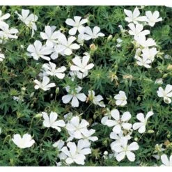 Blodrød Storkenæb 'Album' Geranium Sanguineum 'Album' 10 Cm. Potte -Montoz Butik mi1082 geranium sanguineum album 18f4