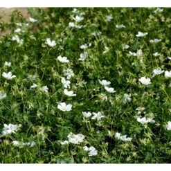 Blodrød Storkenæb 'Album' Geranium Sanguineum 'Album' 10 Cm. Potte -Montoz Butik mi1082 geranium sanguineum album 527b