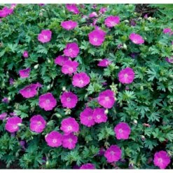 Blodrød Storkenæb 'Max Frei' Geranium Sanguineum 'Max Frei' 10 Cm. Potte -Montoz Butik mi1083 geranium sanguineum max frei 0abe