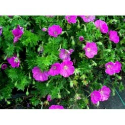 Blodrød Storkenæb 'Max Frei' Geranium Sanguineum 'Max Frei' 10 Cm. Potte -Montoz Butik mi1083 geranium sanguineum max frei 8e96